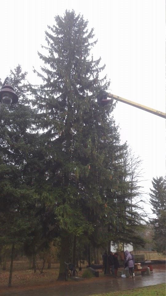 У Луцьку прикрашали еко-ялинку. ФОТО