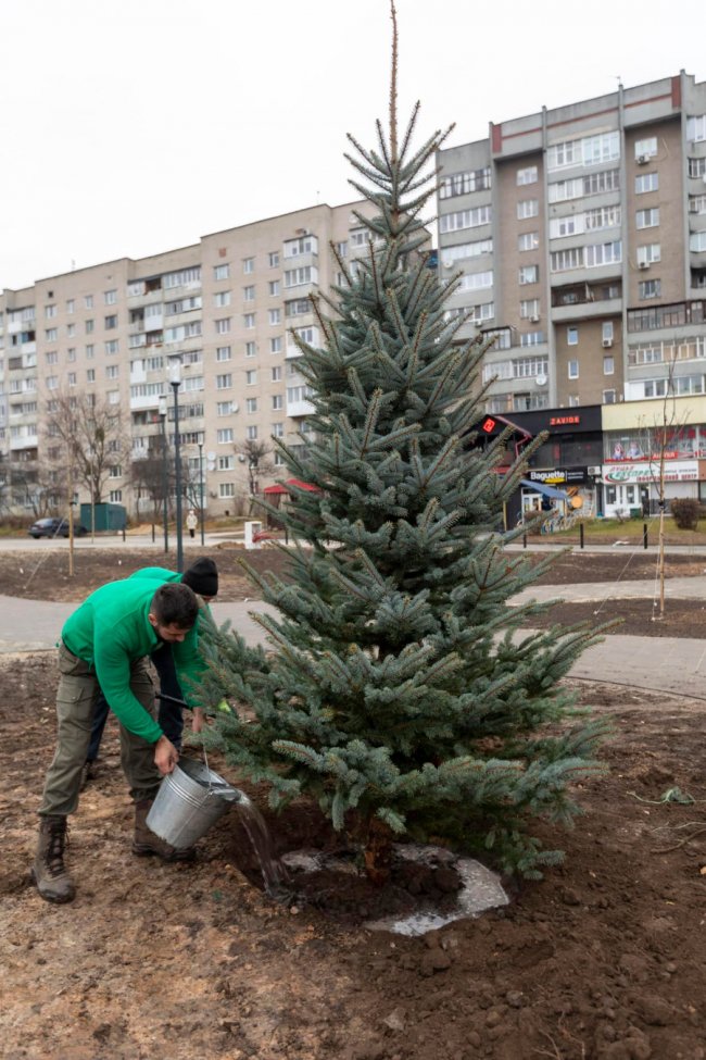 У Луцьку перед РАЦСом висадили ялини. ФОТО