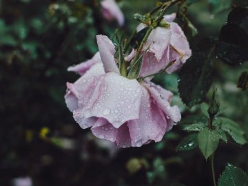Погода в Луцьку та Волинській області на середу, 24 червня