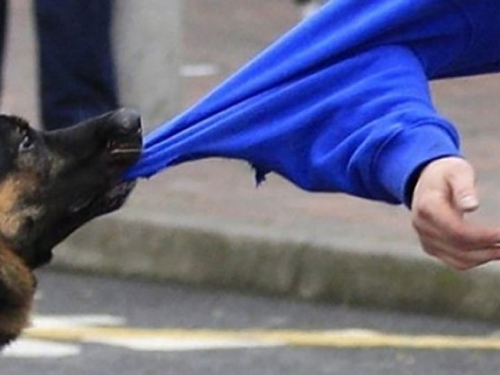 Дорогою до школи: на Волині дитину вкусив собака