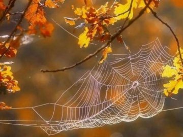 Погода у Луцьку та Волинській області на завтра, 15 жовтня