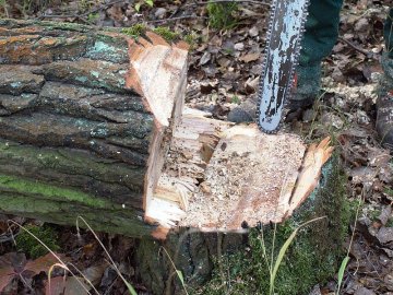 Трагедія на Волині: у лісі загинув багатодітний батько, - ЗМІ