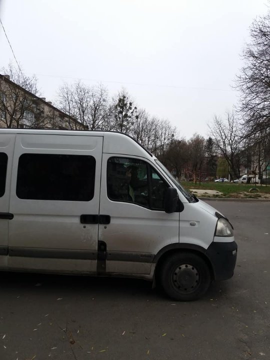 Працівники луцької «Ласки» під час відлову собак тикали дулі місцевим. ФОТО