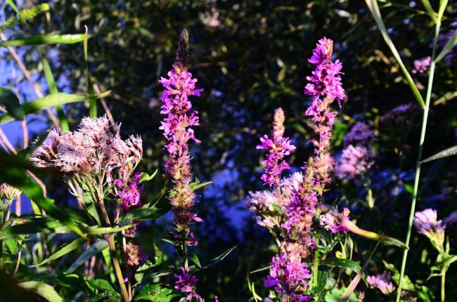 Рідкісна краса: фото червонокнижних рослин «Цуманської пущі»