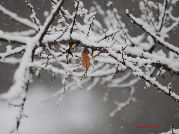 Фотограф показав засніжений Луцьк