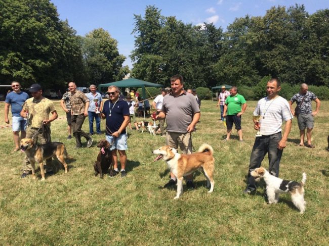 У Володимирі відбулась виставка собак. ФОТО