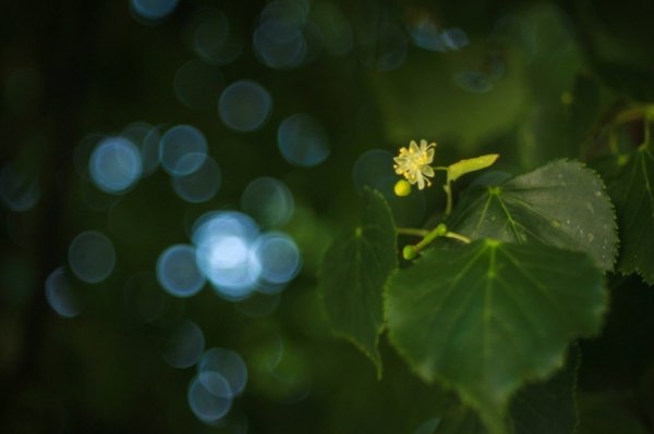 Фотовиставка Василя Лопуховича
