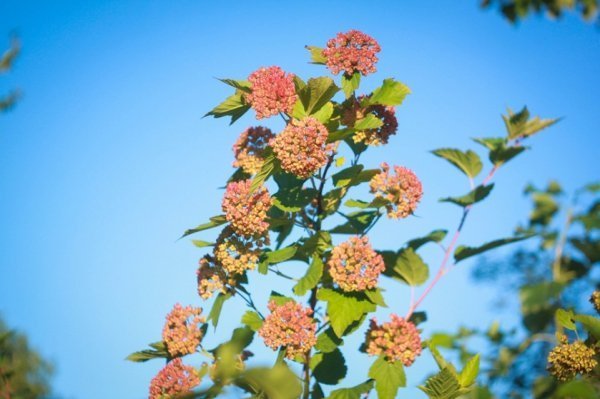 Фотовиставка Василя Лопуховича