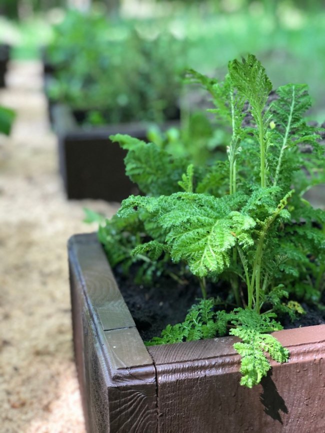 У Воротневі висадили алейку лікарських рослин. ФОТО