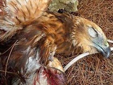 Вбивати 44 пташки щодня дозволили волинським мисливцям 