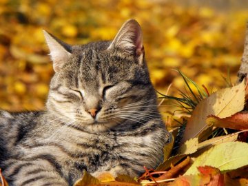 Бабине літо в Україні може затриматися, – синоптик 