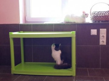 «Котячий» готель відкрили у Луцьку. ФОТО
