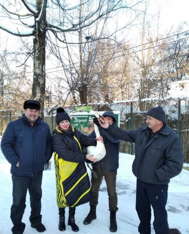 На Волині екоінспектори врятували підстреленого лебедя