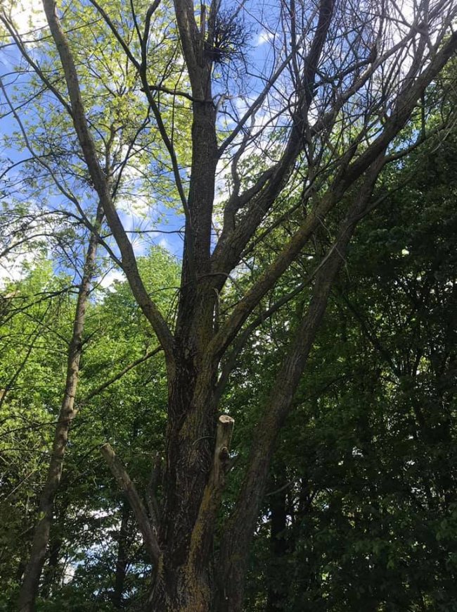 У Луцьку біля Стиру невідомі пошкодили три десятки дерев 