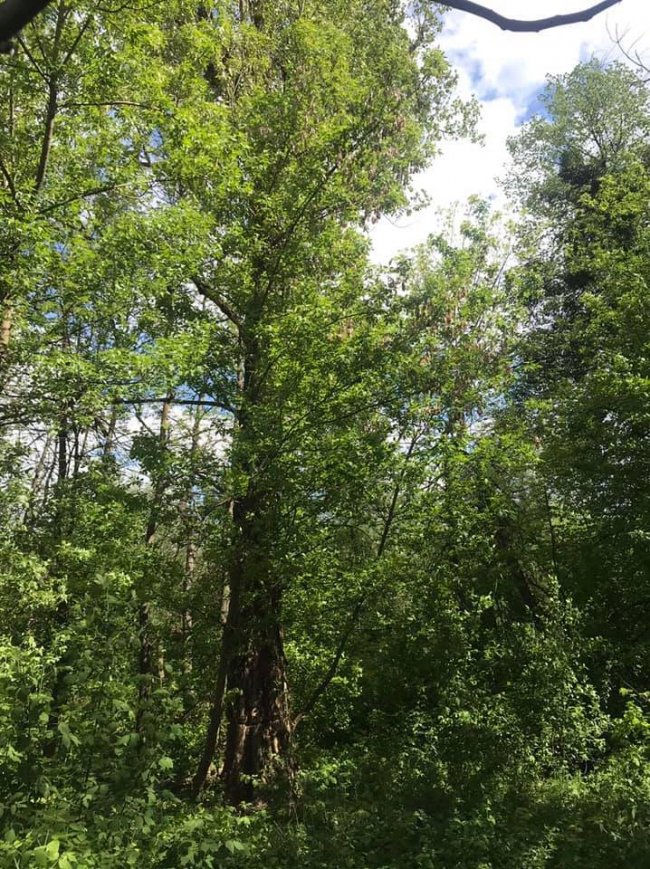 У Луцьку біля Стиру невідомі пошкодили три десятки дерев 