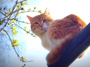 Погода у Луцьку та Волинській області на завтра, 10 березня