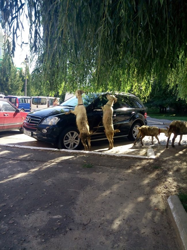 На Волині кози «окупували» елітну автівку. ФОТО