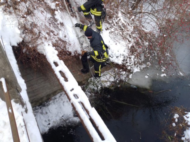 На Волині врятували собаку, який упав у канаву  і не міг вибратися. ФОТО