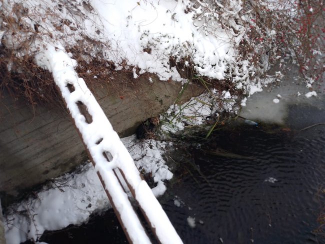 На Волині врятували собаку, який упав у канаву  і не міг вибратися. ФОТО