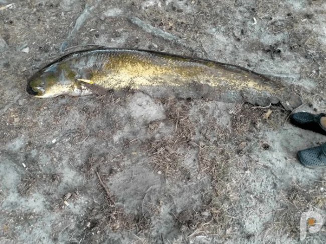 Волинянин зловив у озері майже 45-кілограмового сома