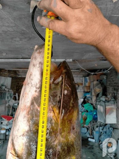 Волинянин зловив у озері майже 45-кілограмового сома