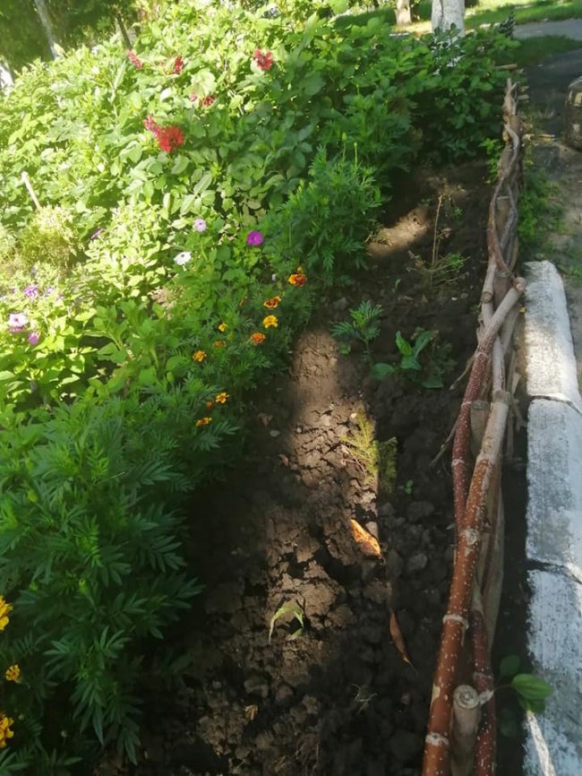 У місті на Волині вандали покрали висаджені туї 