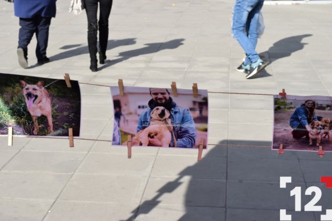 У Луцьку влаштували перший в Європі парад-фестиваль бернських зенненхундів. ФОТО