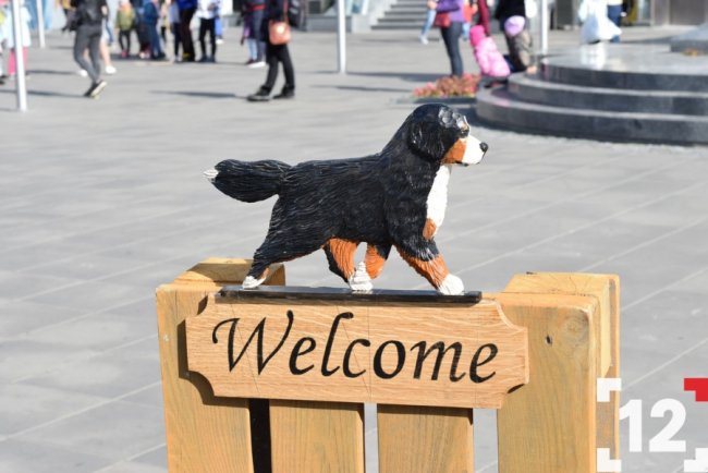 У Луцьку влаштували перший в Європі парад-фестиваль бернських зенненхундів. ФОТО