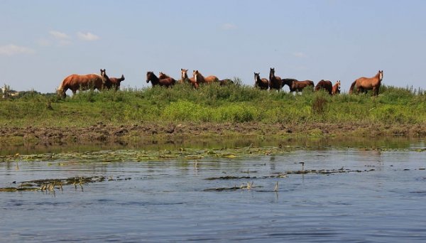 На берегах Ікви