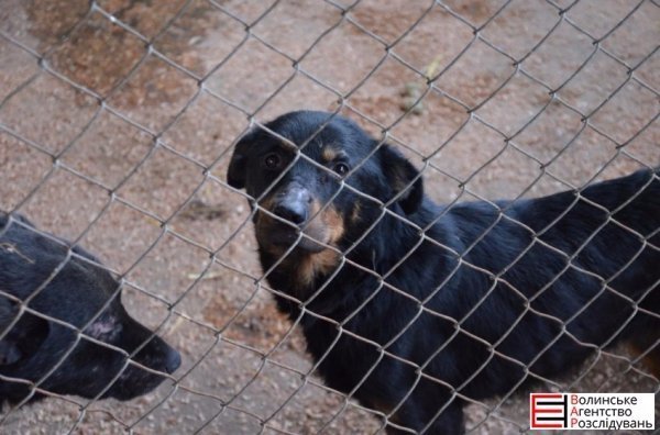 Депутати Луцькради перевірили, як живеться тваринам. ФОТО 