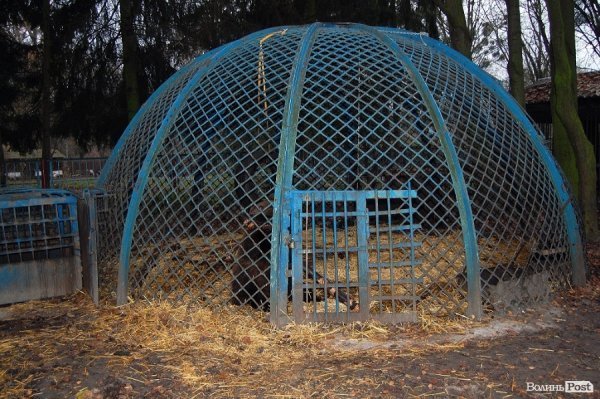 Іноземці забрали ведмежа із луцького зоопарку. ФОТО. ВІДЕО