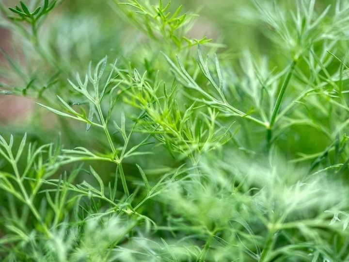 Як посіяти кріп, щоб він зійшов щіткою: жодного разу цей спосіб не підвів