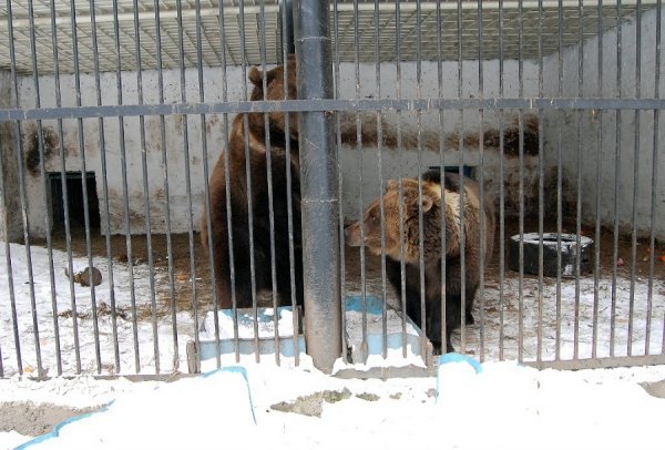 Як гріються тварини у Луцькому зоопарку. ФОТО