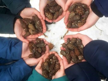  Волинські школярі ходили у «шишкову експедицію». ФОТО