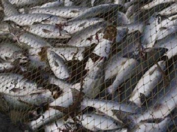 Риболовля голими руками: «ноу-хау» волинського браконьєра