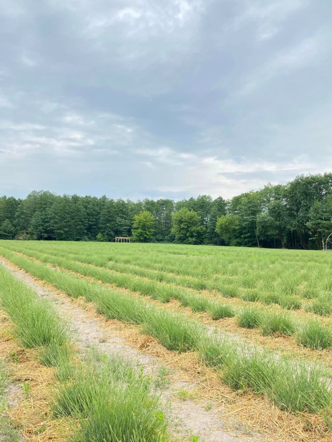  «Волинська Голландія» відкриє лавандове поле