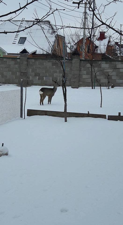 Луцький зоопарк прийняв приблудну косулю