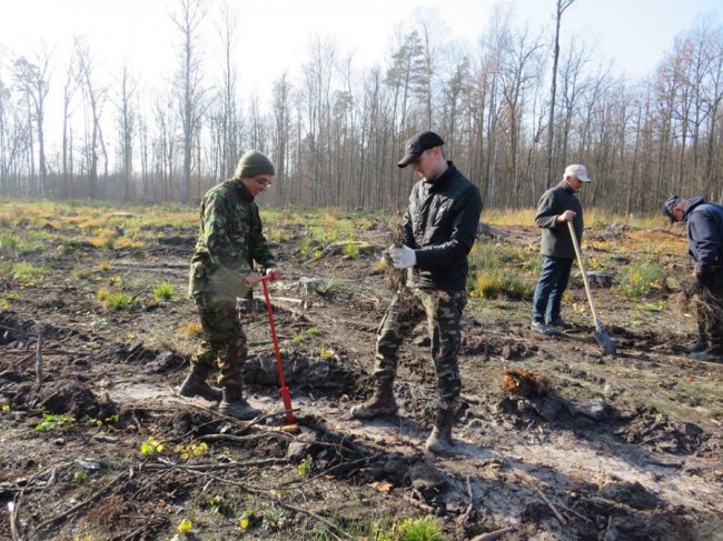 У Цуманській пущі висадили тисячі дубів. ФОТО