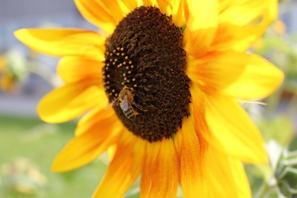 Фотовиставка Тетяни Полуектової