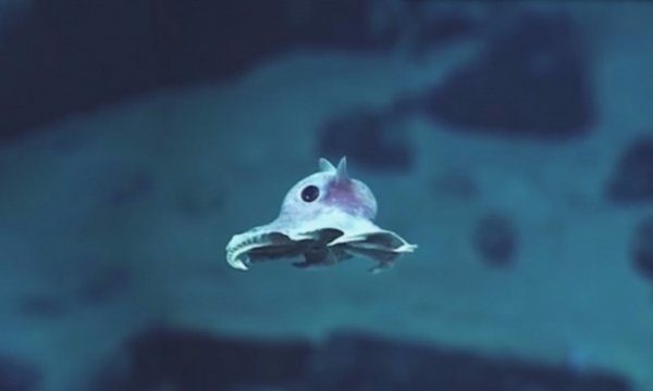 На глибині 6 км вчені виявили небачені досі істоти. ФОТО. ВІДЕО