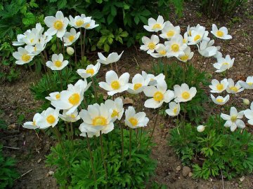 Синоптик розповіла, якою буде погода до кінця квітня