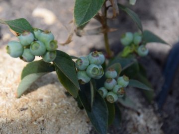 На Волині висадили плантації лохини