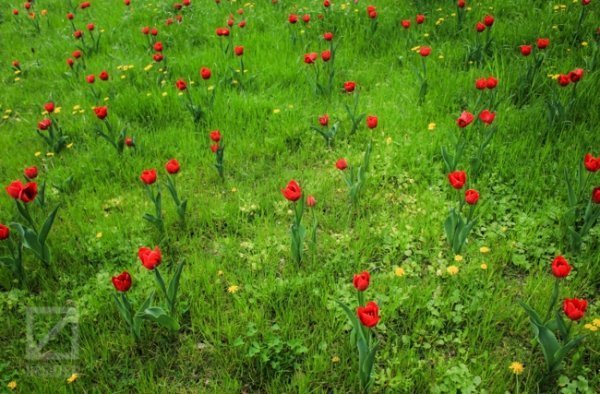 У Києві - сотні тисяч тюльпанів. ФОТО