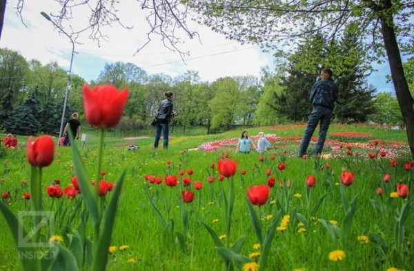 У Києві - сотні тисяч тюльпанів. ФОТО