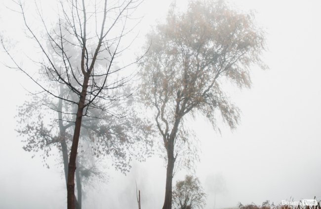 Туманний Луцьк: неймовірні фото 