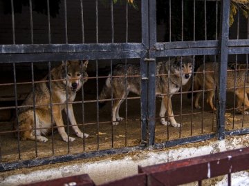 Як зимують тварини у Луцькому зоопарку за умов відключення світла. ВІДЕО