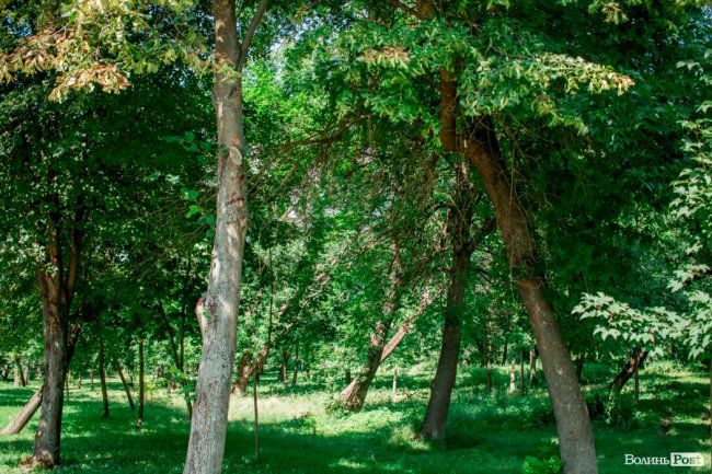 Літо у луцькому парку. ФОТО