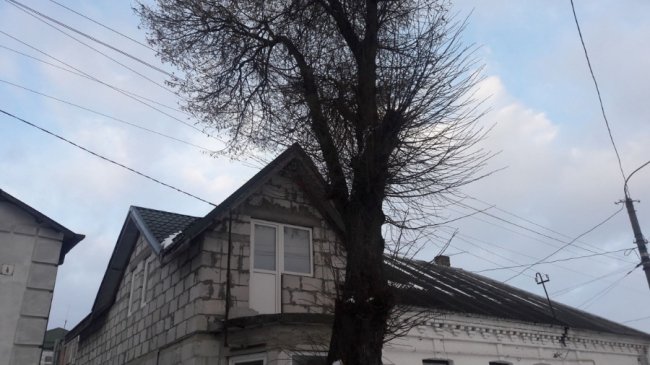 Може впасти на людей: лучанин просить зрізати аварійне дерево. ФОТО