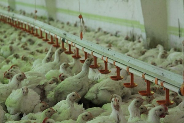 Фотовиставка Олександра Пизи