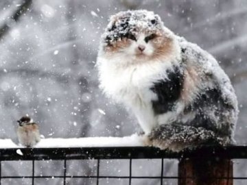 В Україні різко погіршиться погода